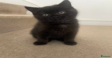 British Shorthair cats British shorthair chocolate brown mocha kitten - Advert 5