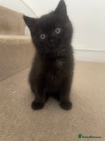 British Shorthair cats British shorthair chocolate brown mocha kitten - Advert 5