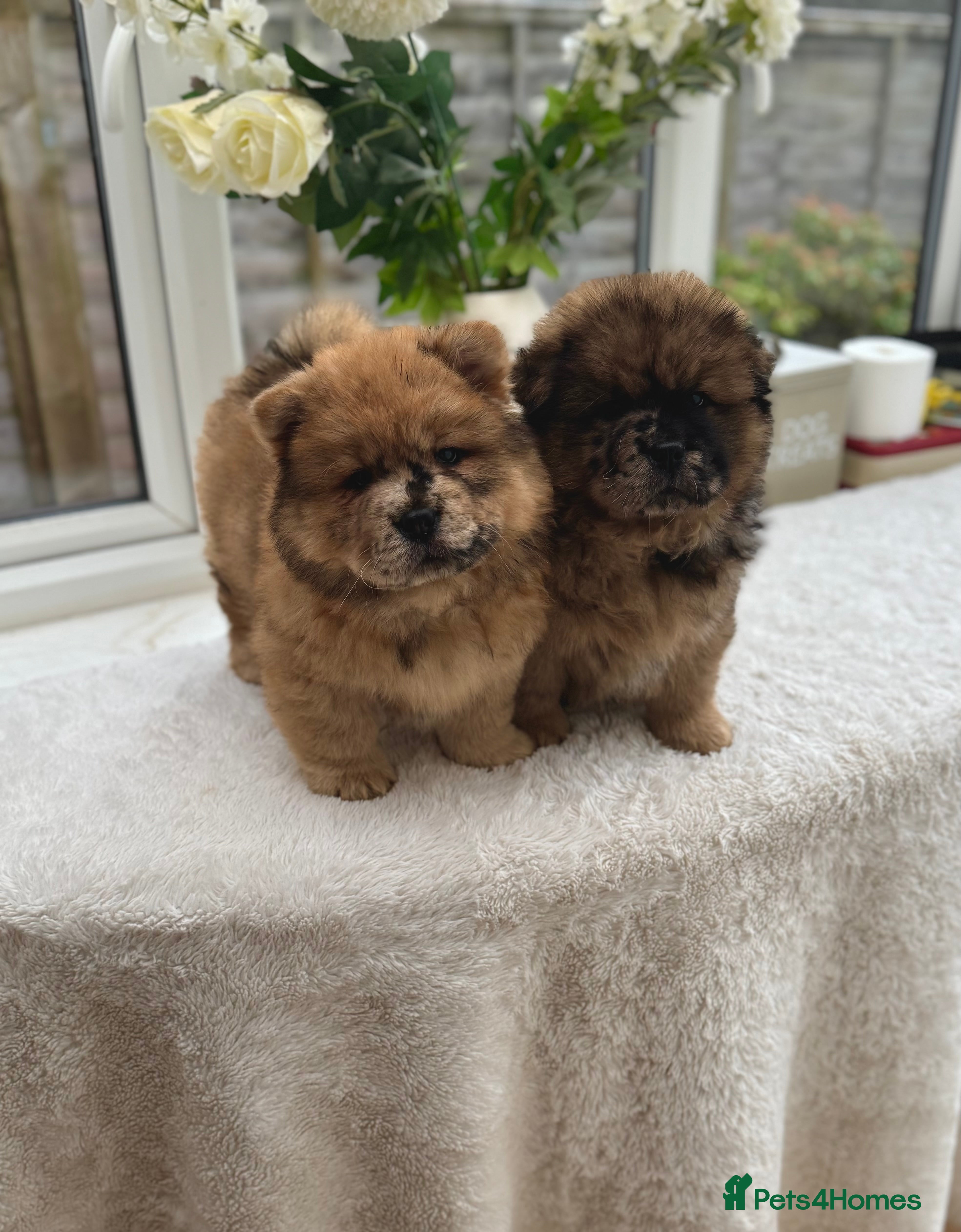 Chow Chow dogs READY NOW - Chow Chow puppy - Advert 3