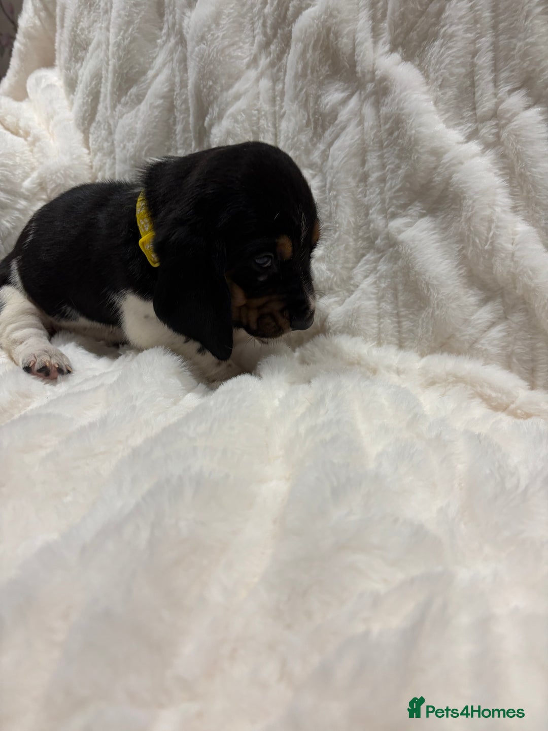 Basset Hound dogs for sale: Bassett hound puppies  - Advert 4