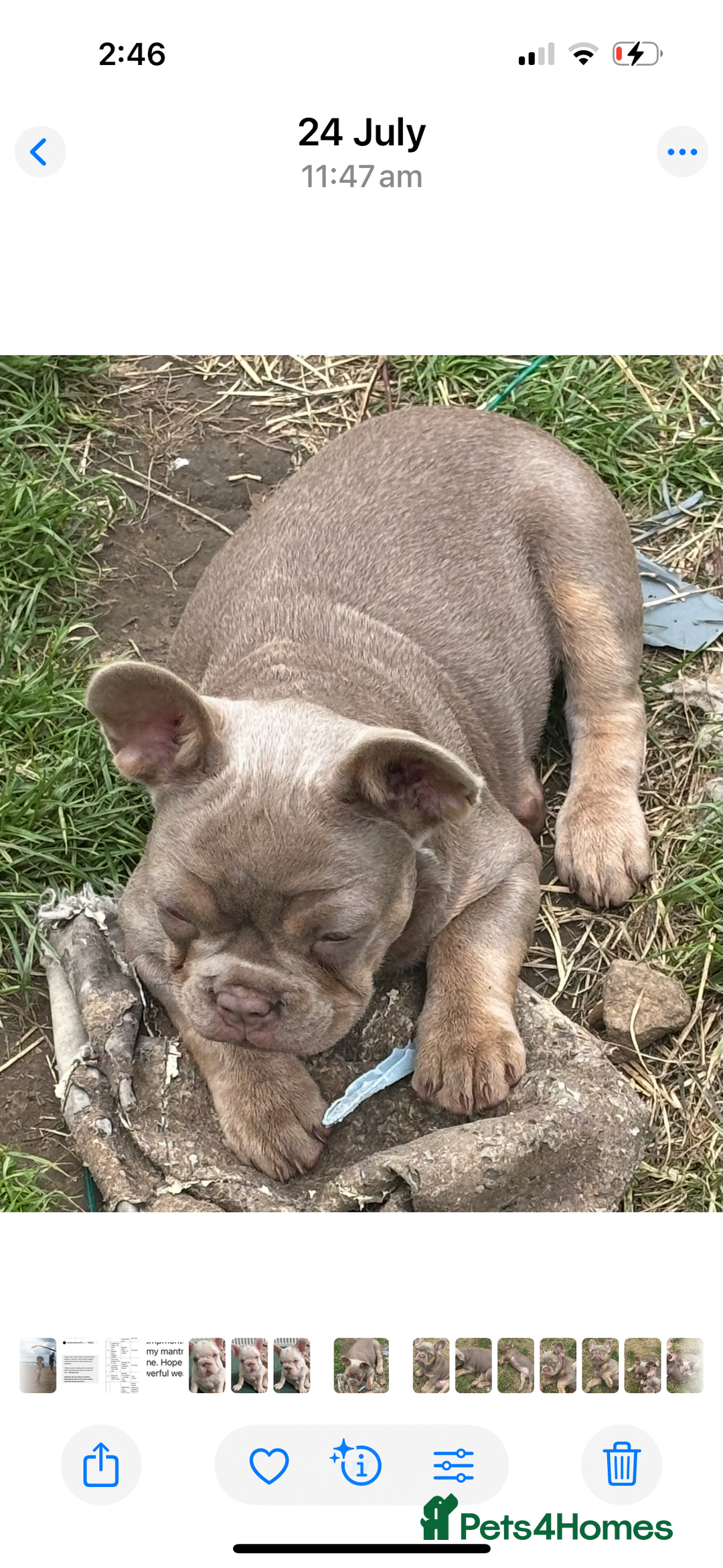 French Bulldog dogs for sale: French Bulldog Puppies, pink and fluffy carriers - Image 26