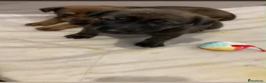 Cane Corso X Pup