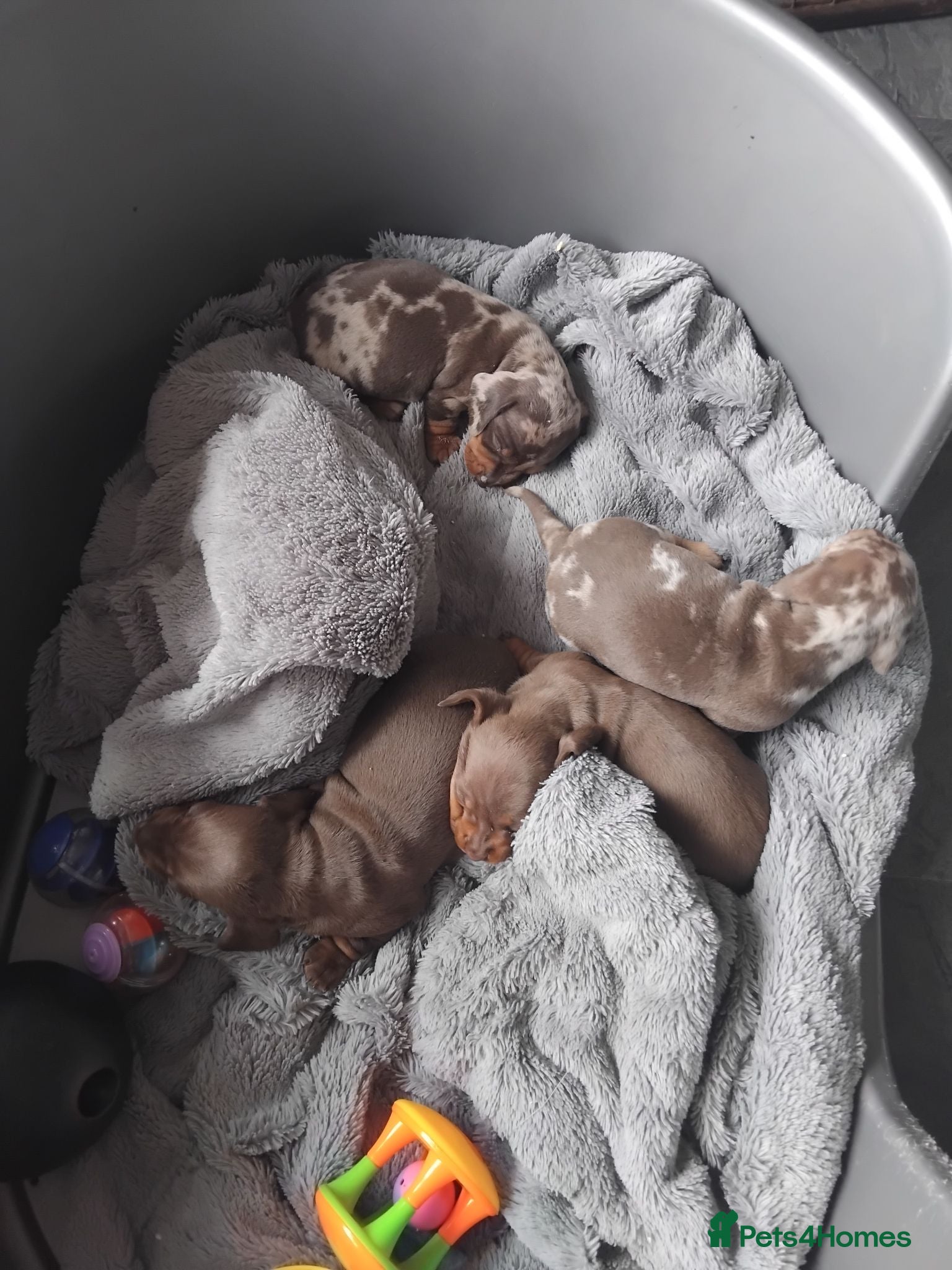 Miniature Dachshund dogs Kc registered miniature dachshund puppies - Advert 1