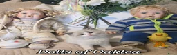 Ragdoll cats for sale: Gorgeous Pedigree ragdoll  - Advert 7