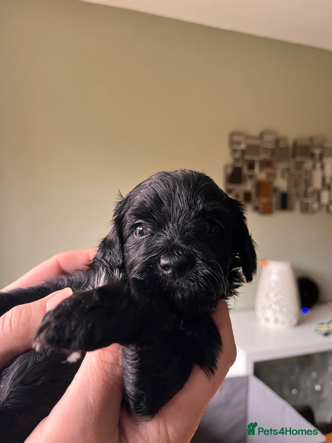 Mixed Breed dogs for sale: Stunning black Australian labradoodle pups - Advert 9