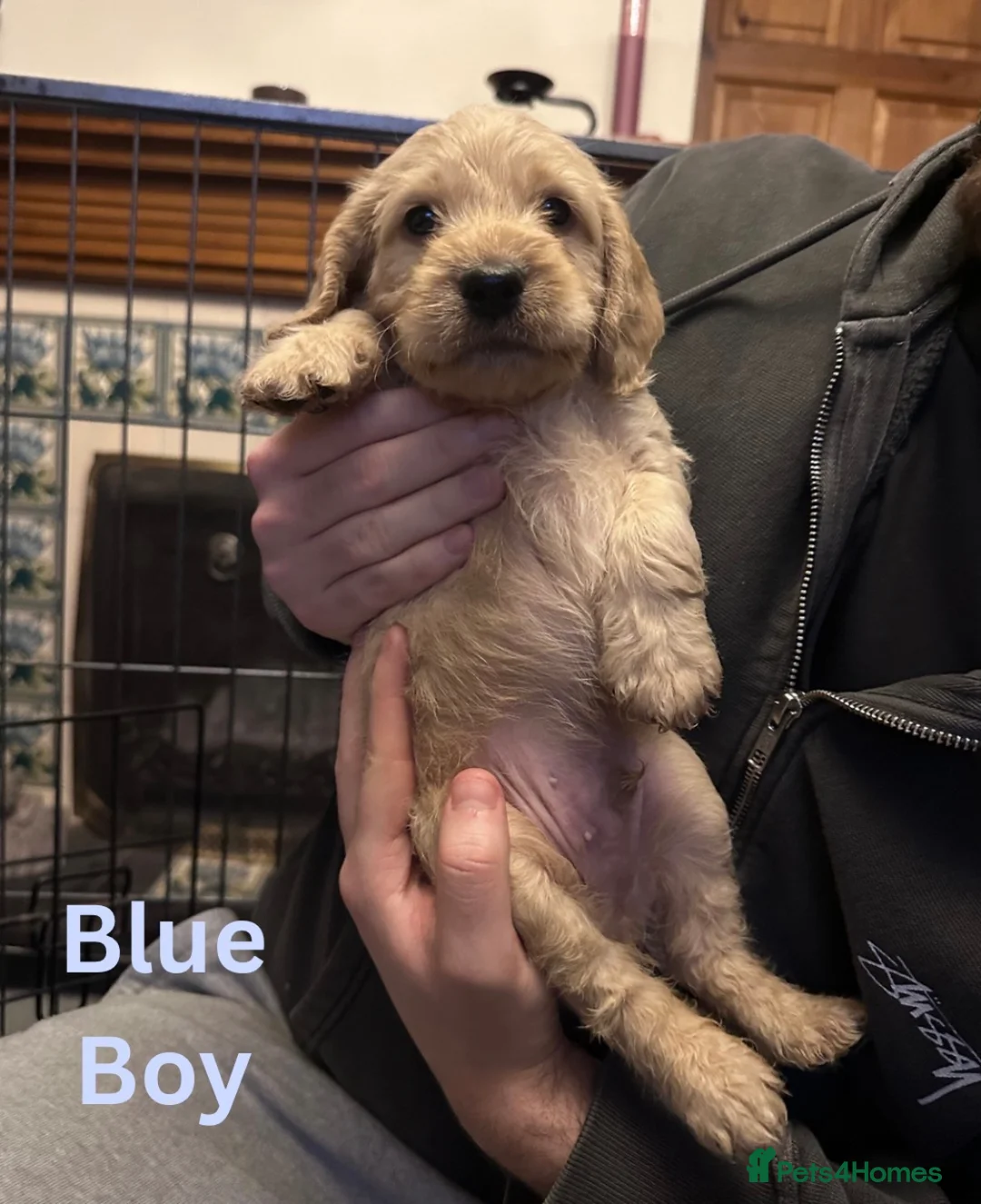 Cockapoo dogs for sale: Gorgeous little Cockerpoo Boy - Advert 2