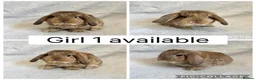 Mini Lop rabbits for sale: Beautiful baby mini lops CAN LEAVE NOW - Advert 2