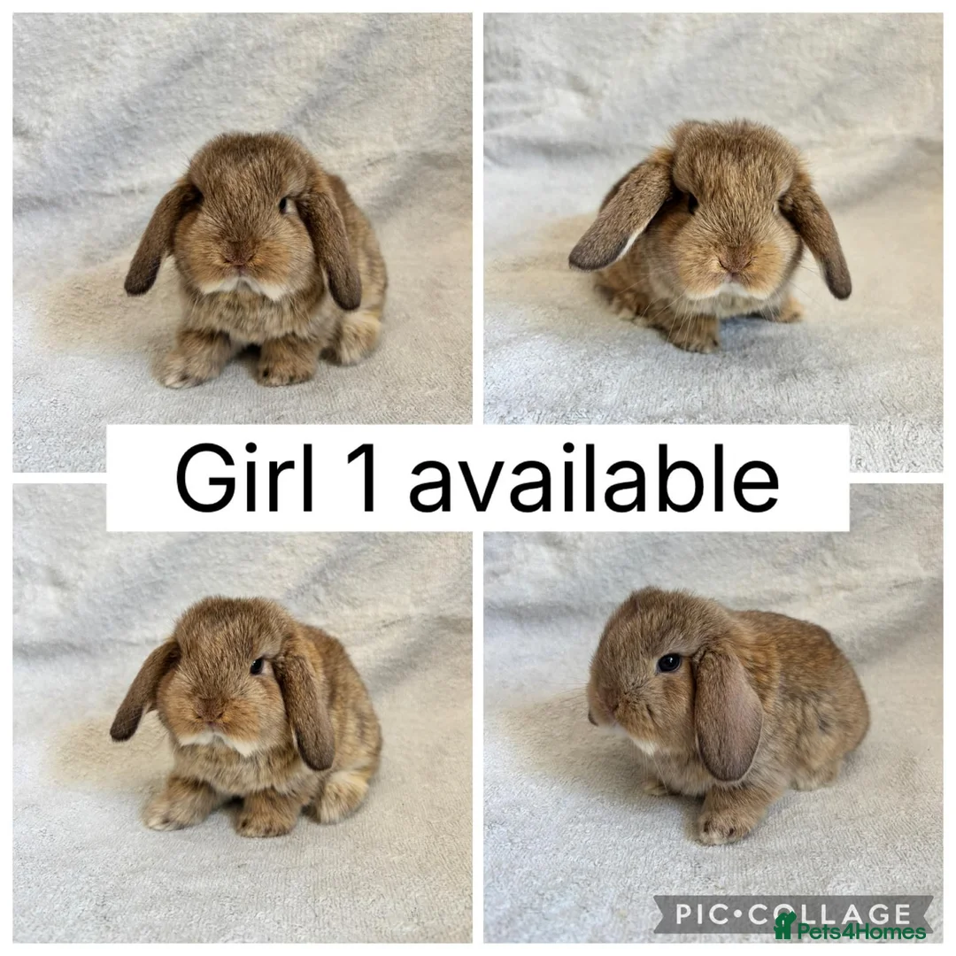 Mini Lop rabbits for sale: Beautiful baby mini lops CAN LEAVE NOW - Advert 2