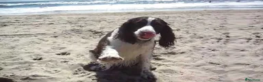 Sprocker