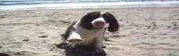 Sprocker dogs for sale: sprocker pups in King's Lynn - Advert 2