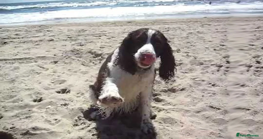 Sprocker dogs for sale: sprocker pups in King's Lynn - Advert 2