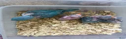 Ringnecks birds for sale:     Super Tame Hand Reared Babies £50 off today !  - Advert 32