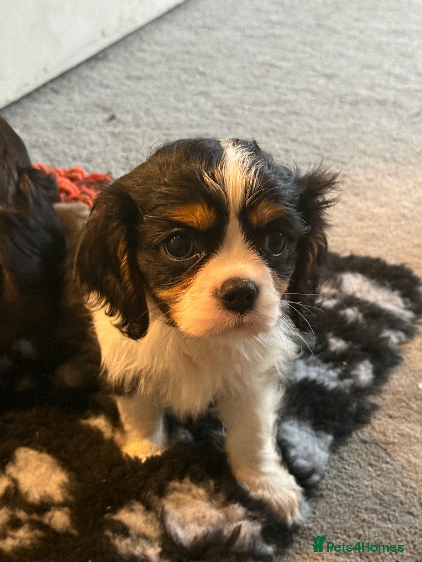 Cavalier King Charles Spaniel dogs ❤️ Available Now – Beautiful Cavalier 🐶 ❤️ - Advert 11