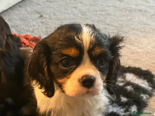 Cavalier King Charles Spaniel dogs ❤️ Available LAST FEW – Beautiful Cavalier 🐶 ❤️ - Advert 2