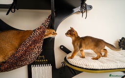 Abyssinian cats for sale:  Champions  Line Romeo-TICA reg. Abyssinian Beauty - Image 9