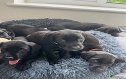 Springador dogs for sale: Gorgeous Springador Puppies Looking For New Homes  - Image 7