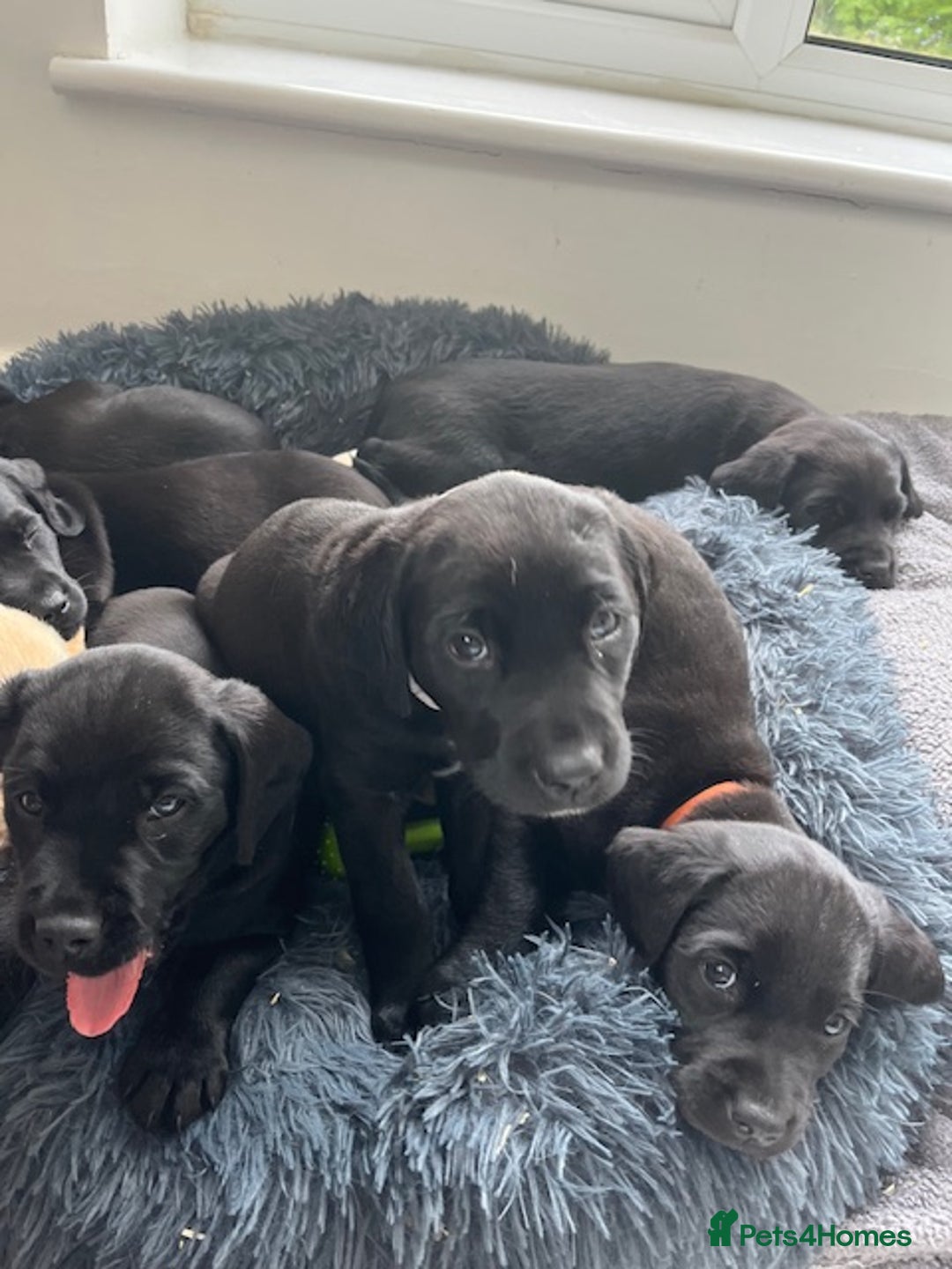 Springador dogs for sale: Gorgeous Springador Puppies Looking For New Homes  - Image 7