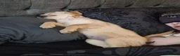 Golden Retriever dogs for sale: Golden retriever  - Advert 8