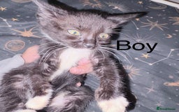 Mixed Breed cats for sale: Kittens ready for loving homes  - Image 4