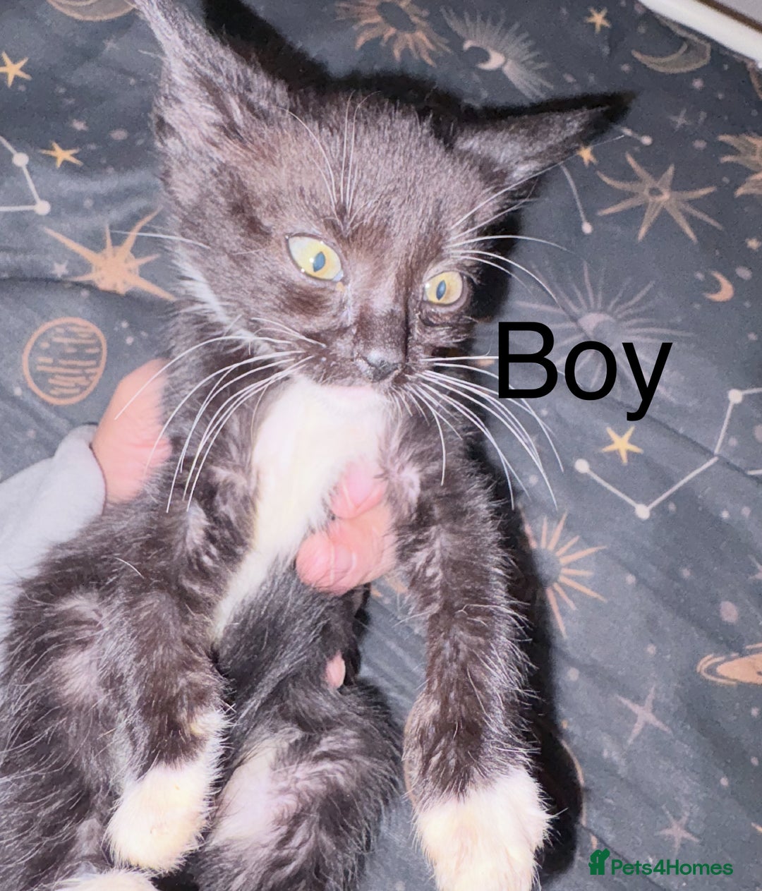 Mixed Breed cats for sale: Kittens ready for loving homes  - Image 4