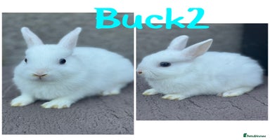 Netherland Dwarf rabbits - Advert 2