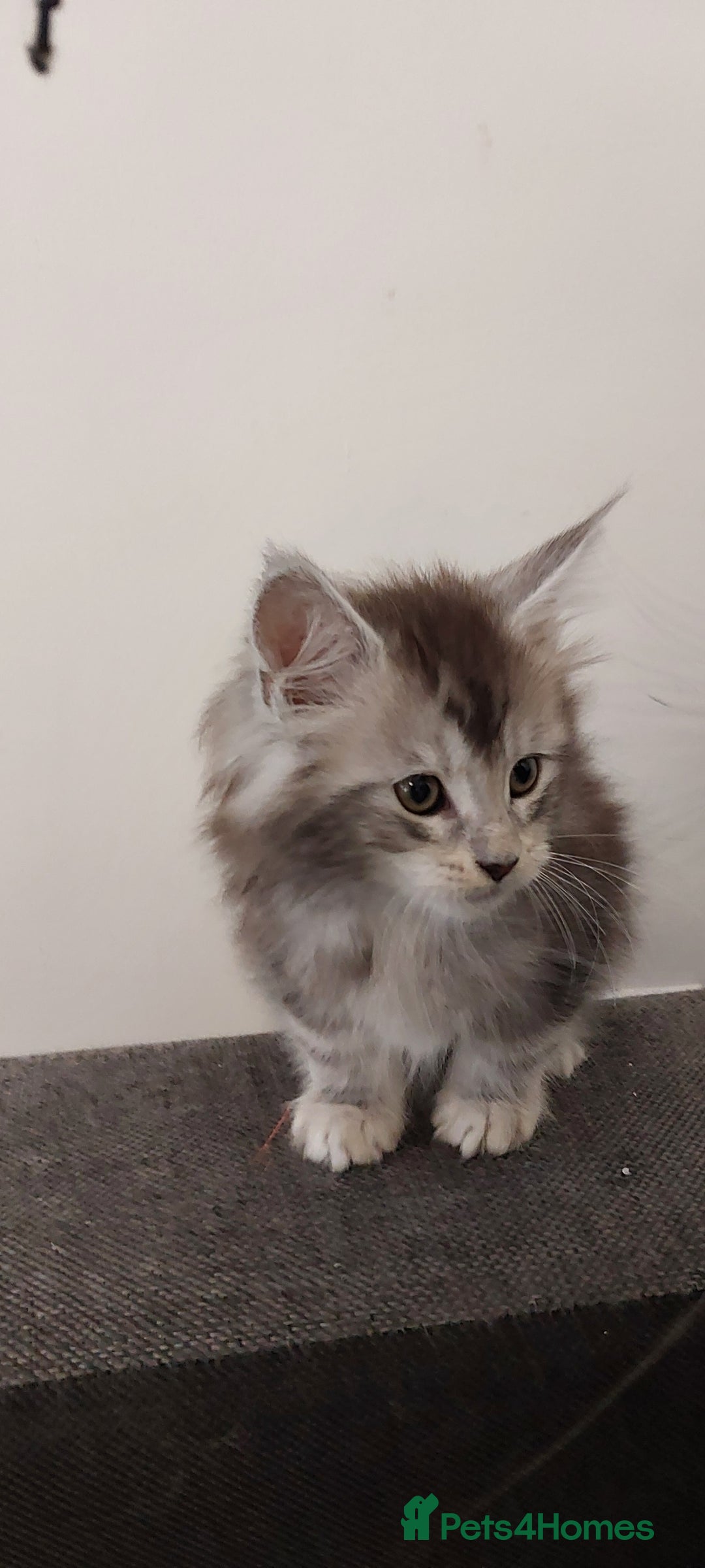 Maine Coon cats for sale: 🐈🐈🐈7 Amazing Maine coons🐈🐈🐈 - Advert 12