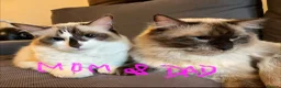 Ragdoll cats for sale: Pure ragdoll 7 weeks old clearance sale London  - Advert 12