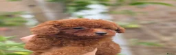 Toy Poodle dogs for sale: Asian toy poodle  - Advert 15