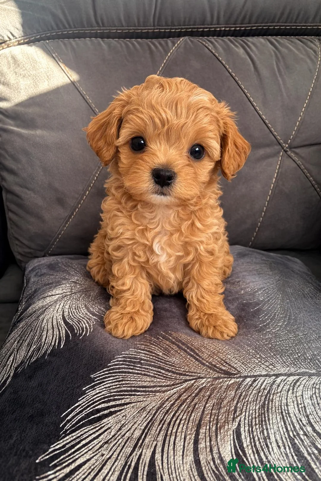 Maltipoo dogs for sale: Korean Maltipoo - Advert 1