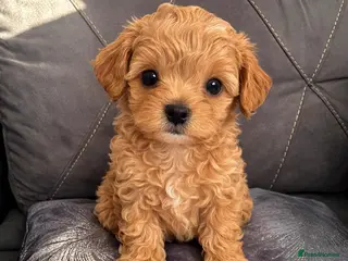 Maltipoo dogs Korean Maltipoo - Advert 1