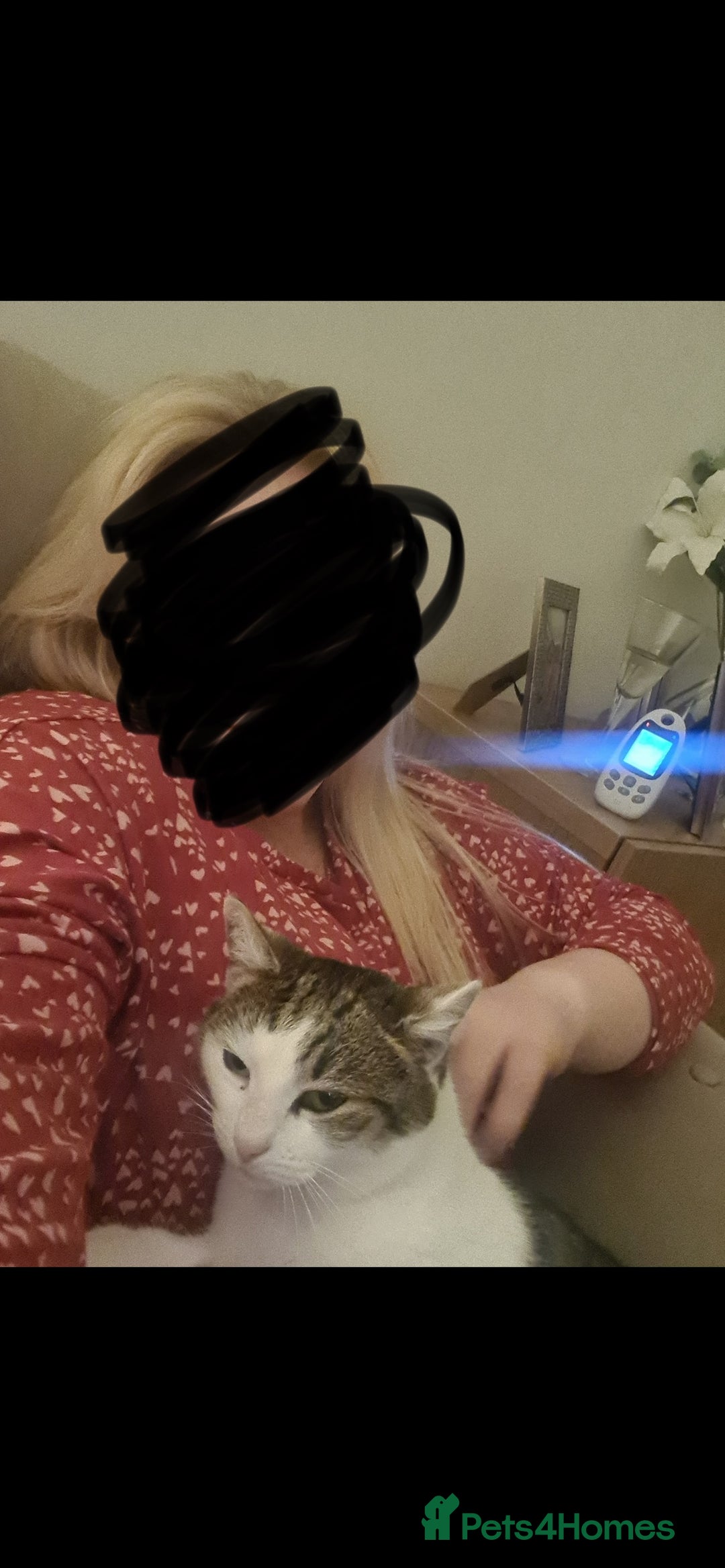 Mixed Breed cats for sale: Female cat  - Advert 4