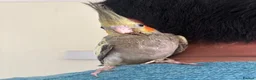 Cockatiels birds for sale: Beautiful young  friendly cockatiels  - Advert 7