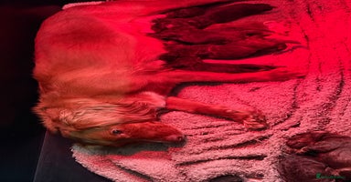 Cockapoo dogs - Advert 12