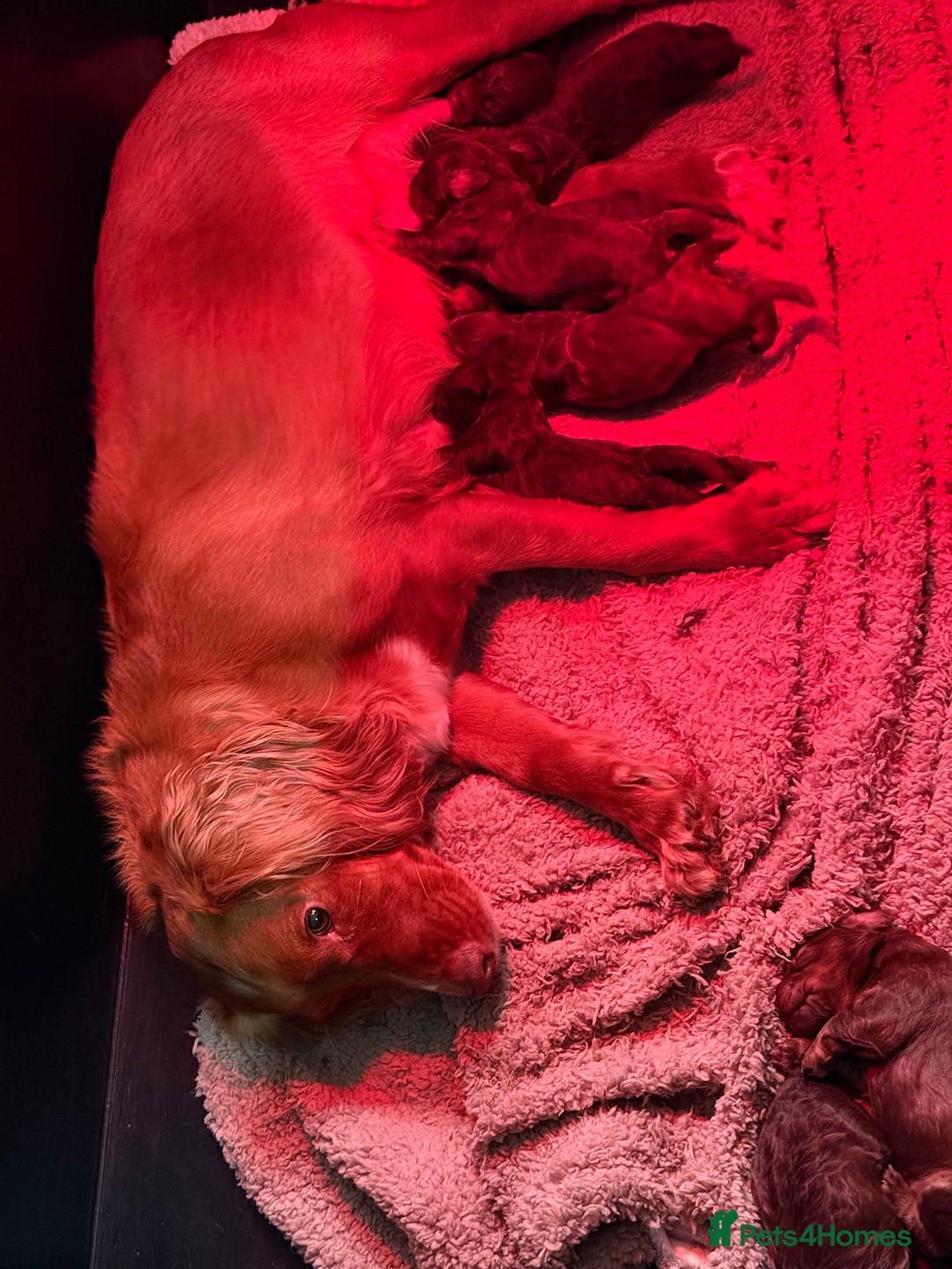 Cockapoo dogs for sale: ABSOLUTELY GORGEOUS F1 COCKAPOO PUPS!! - Image 9