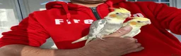 Cockatiels birds for sale: super silly hand tamed baby cockatiel - Advert 2
