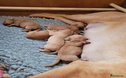 Labrador Retriever dogs for sale: Red Fox Labrador Puppies–Ready from 26th September - Image 39