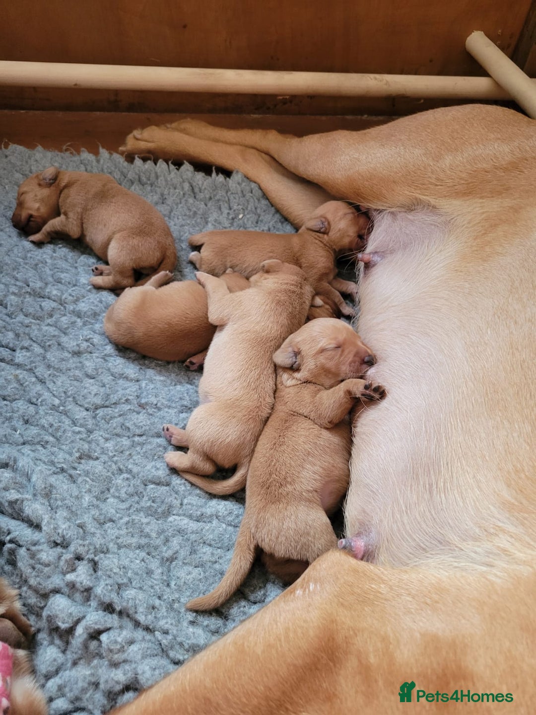 Labrador Retriever dogs for sale: Red Fox Labrador Puppies–Ready from 26th September - Image 39