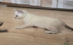 Bengal cats for sale: Tica Registered Snow Bengal Girl - Image 2