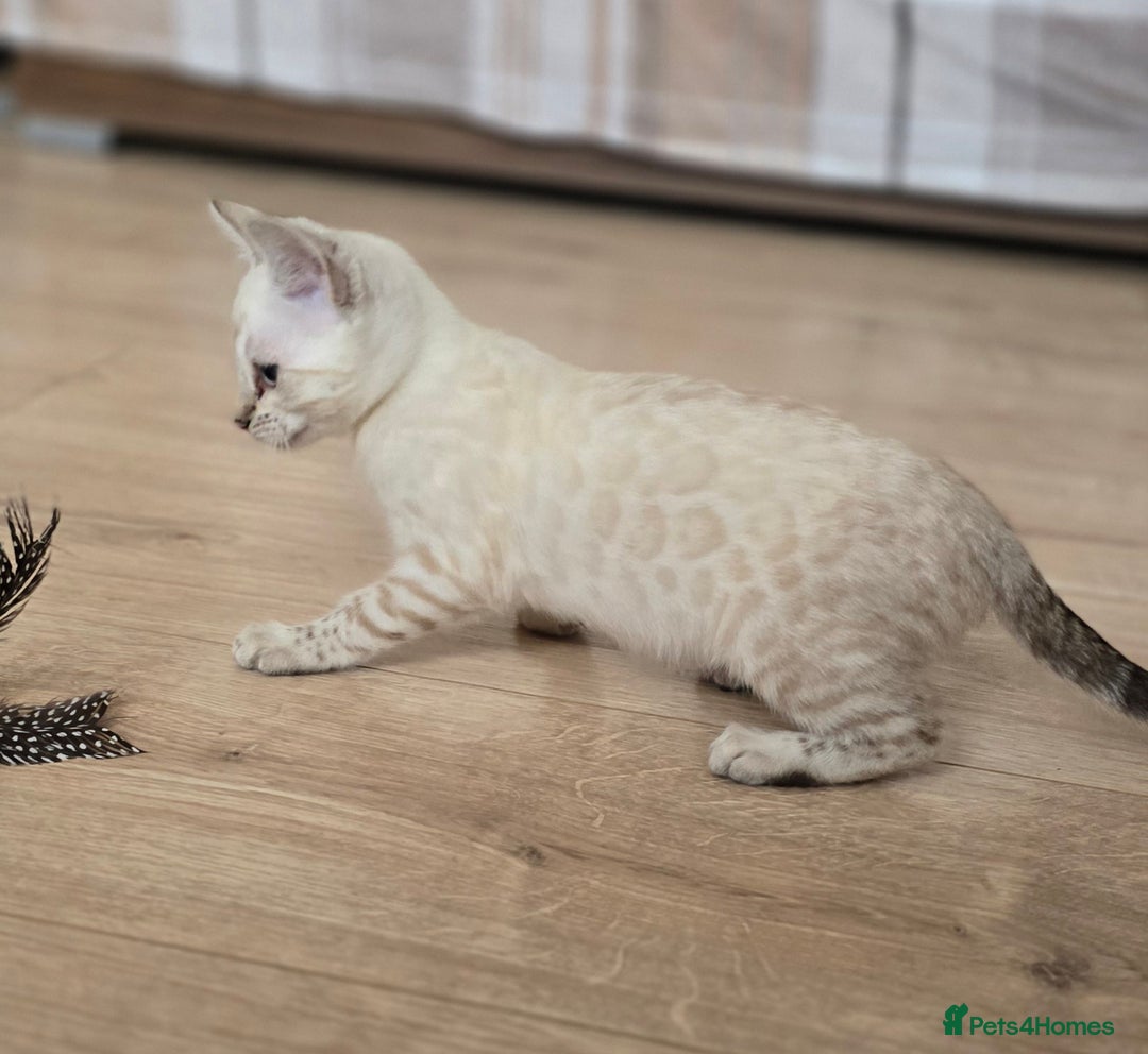 Bengal cats for sale: Tica Registered Snow Bengal Girl - Image 2