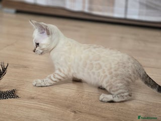Bengal cats Tica Registered Snow Bengal Girl - Advert 3
