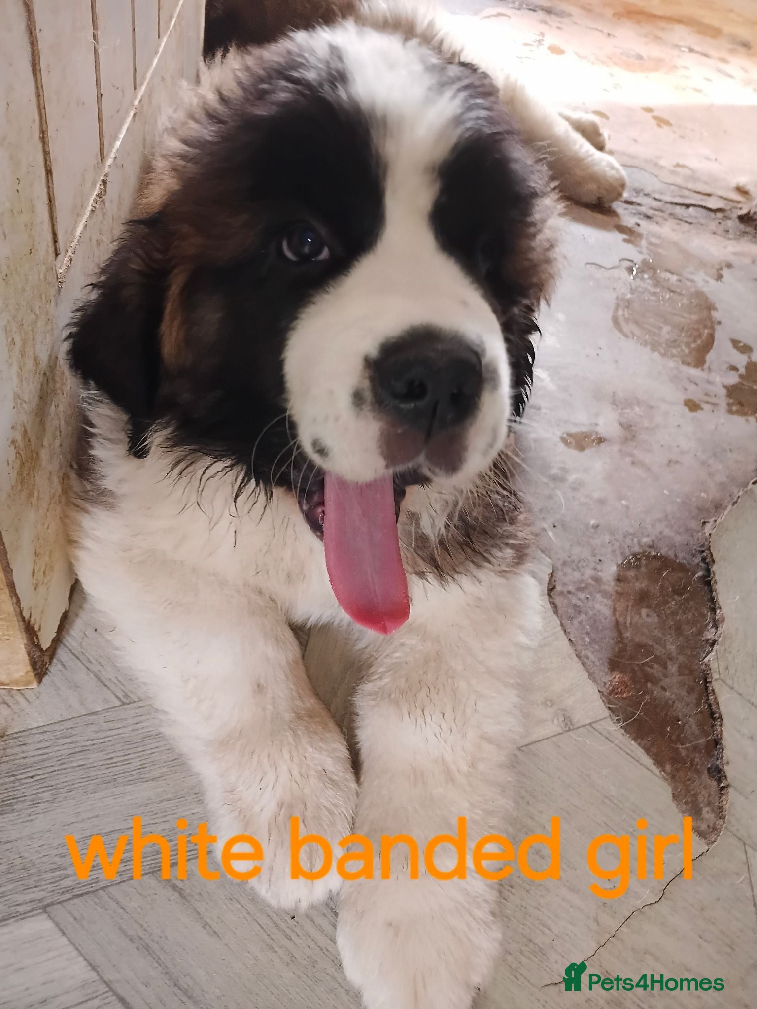 Saint Bernard dogs 15th August 2 stunning girls stunning girls  - Advert 1