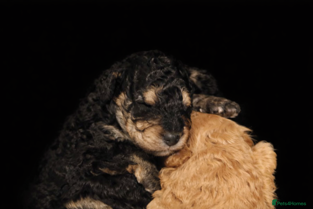 Toy Poodle dogs for sale: Two beautiful boy toy poodles - Advert 8