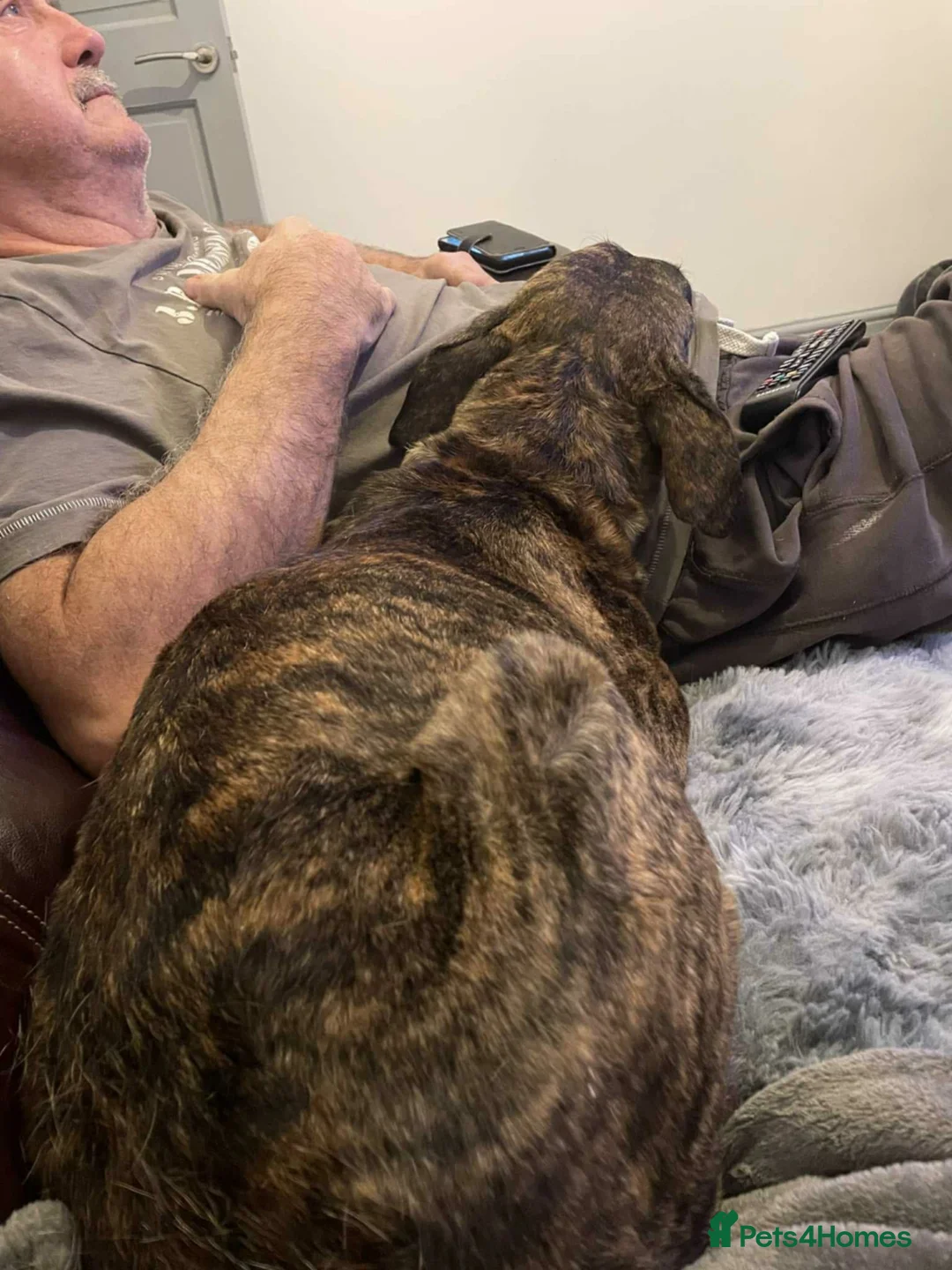 Mixed Breed dogs for adoption: MAIZIE - Advert 3