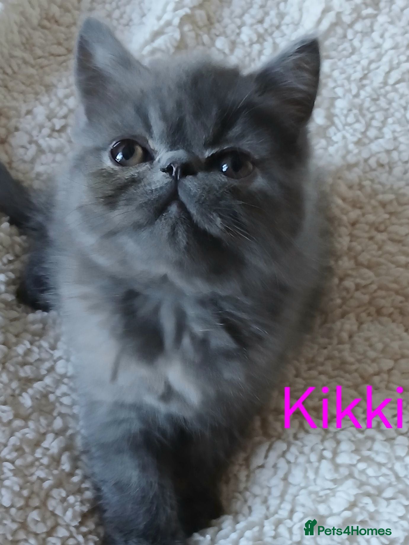 Exotic cats EXQUISITE GCCF PERSIAN EXOTIC BABIES - Advert 7