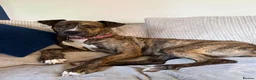 Mixed Breed dogs for sale: Looking for loving forever home  in Blandford Forum - Advert 4
