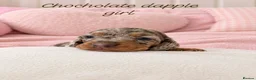 Miniature Dachshund dogs for sale: Stunning Dachshund Puppies❤️Reservations Now Open! - Advert 7