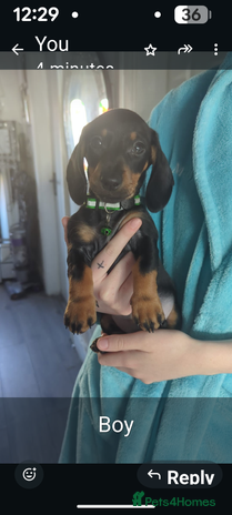 Miniature Dachshund dogs - Advert 3