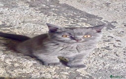 British Shorthair cats for sale: GCCF Chunky British Shorthair Kittens - Image 7