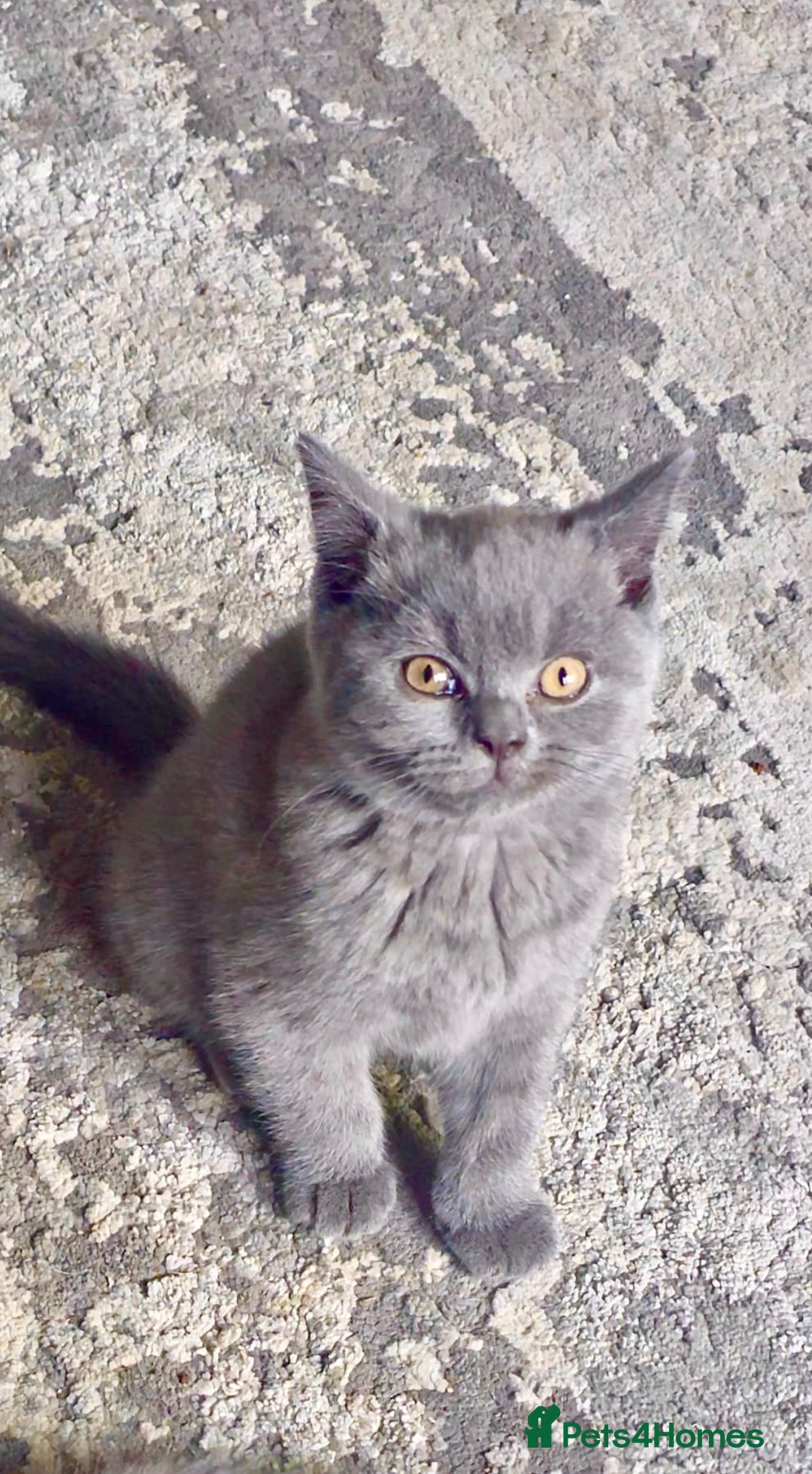 British Shorthair cats for sale: GCCF Chunky British Shorthair Kittens - Image 7