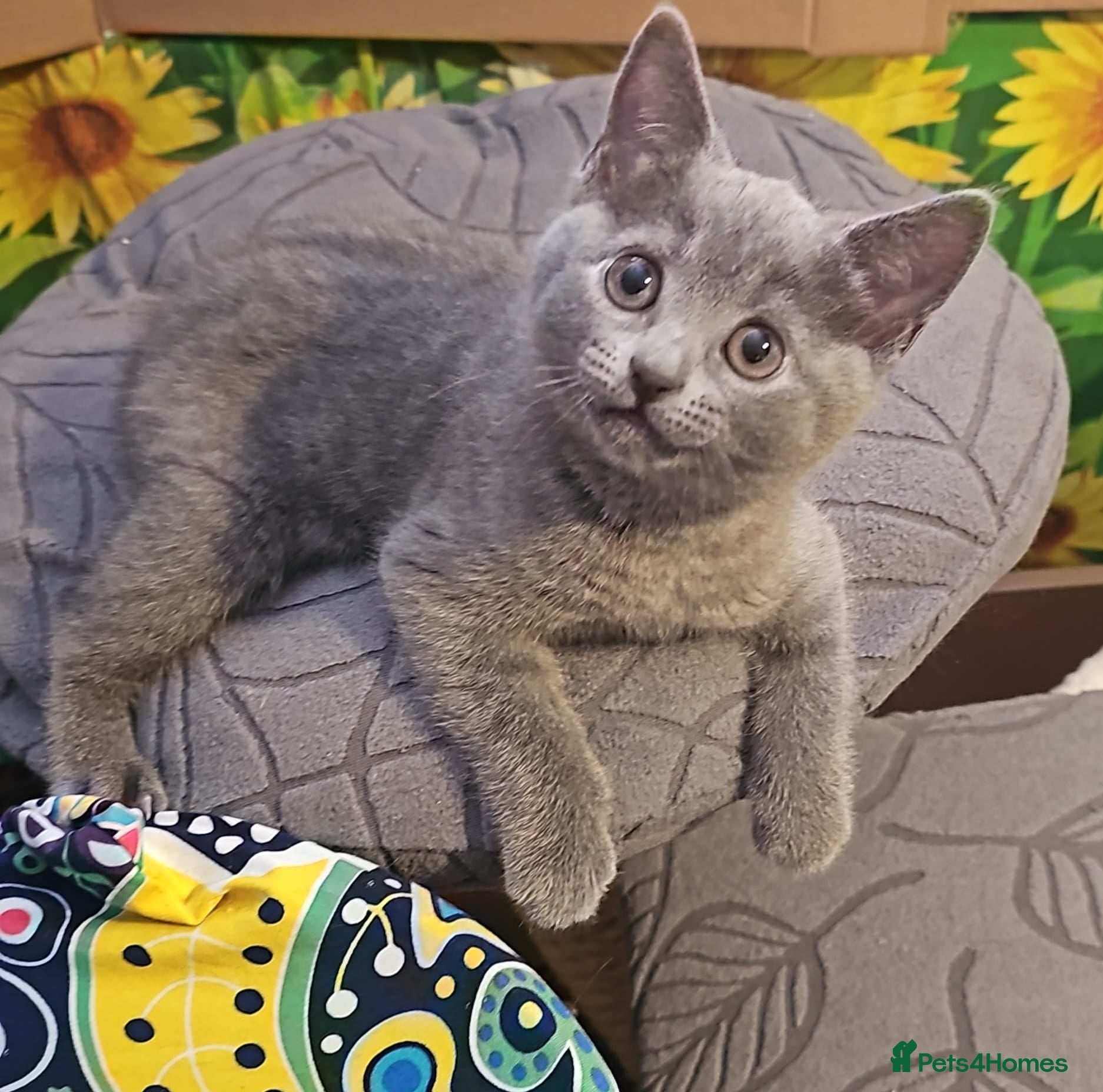 Russian Blue cats Pure Russian blue kittens. READY TO LEAVE  - Advert 14